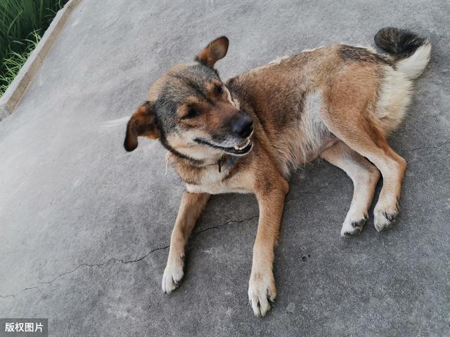 怎样训练中华田园犬
