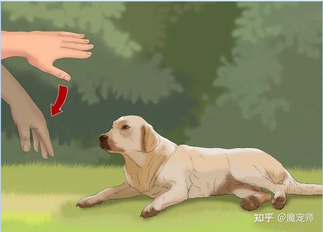 如何训练狗谢谢