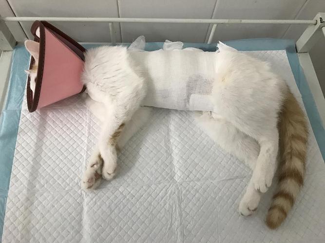猫做完手术后不吃东西