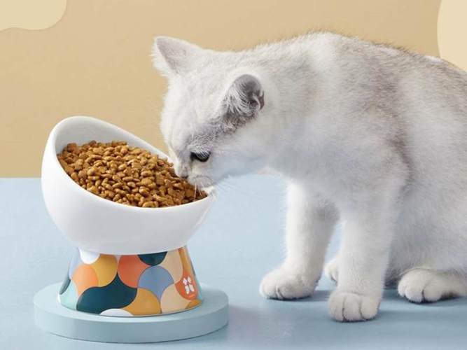 如何训练猫随便进食