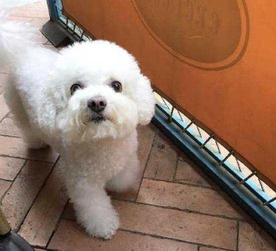 二个月的比熊犬怎样训练大小便