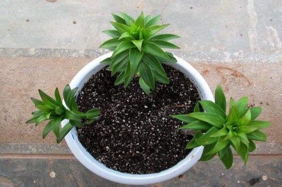 百合花种植注意事项