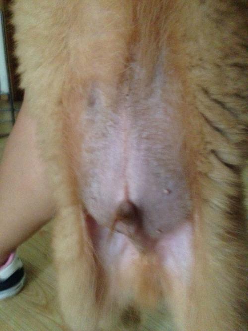 金毛犬肚子长东西怎么办
