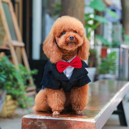泰迪犬如何训练握手