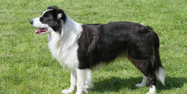 边境犬幼犬的饮食与训练