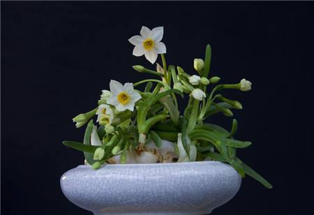 水仙花的养殖方法