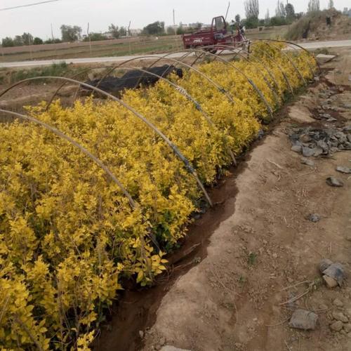 水蜡的栽培与养护 花木