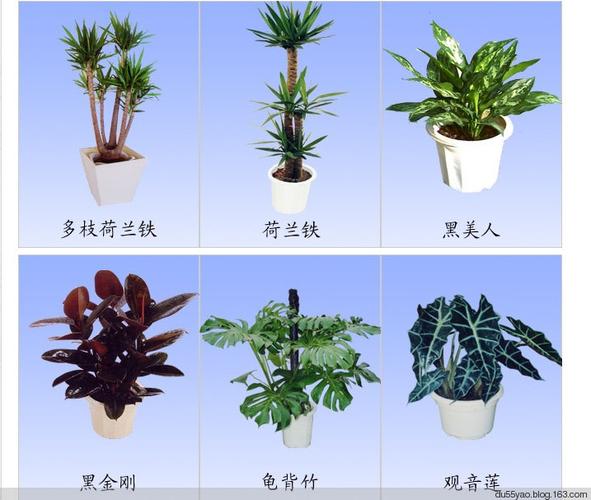 室内花卉栽培