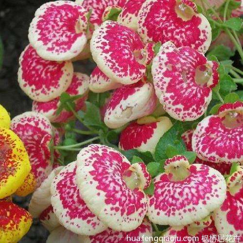 蒲包花的养殖方法