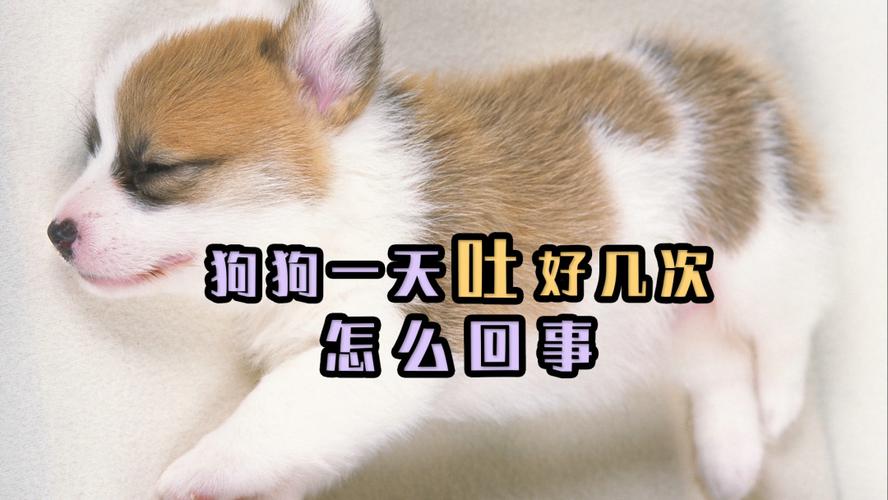 狗狗吃太多吐了后一天没吃东西