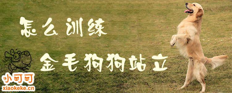 犬狗如何训练方法