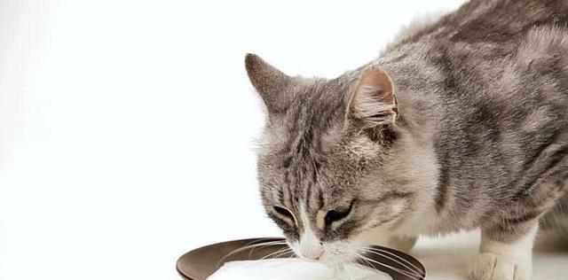 猫怀孕期间要注意什么东西不能吃什么