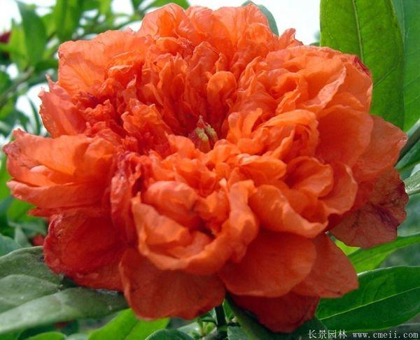 花石榴栽培技术