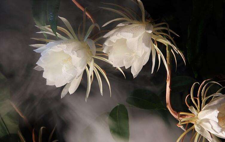 昙花种子的种植方法