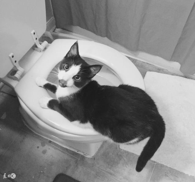 怎么训练猫猫上蹲厕