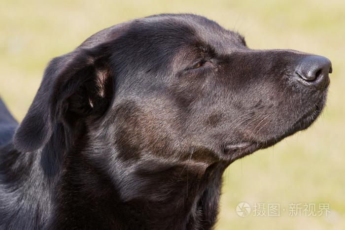 怎么样训练犬嗅东西