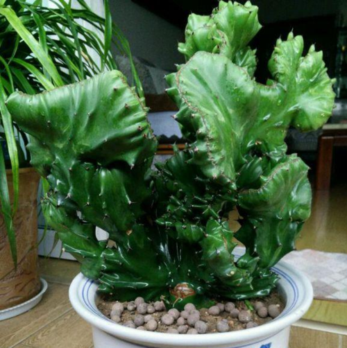 麒麟栽培
