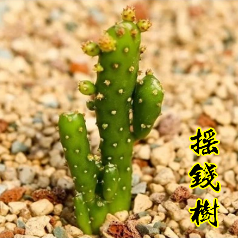 多肉摇钱树繁殖方法
