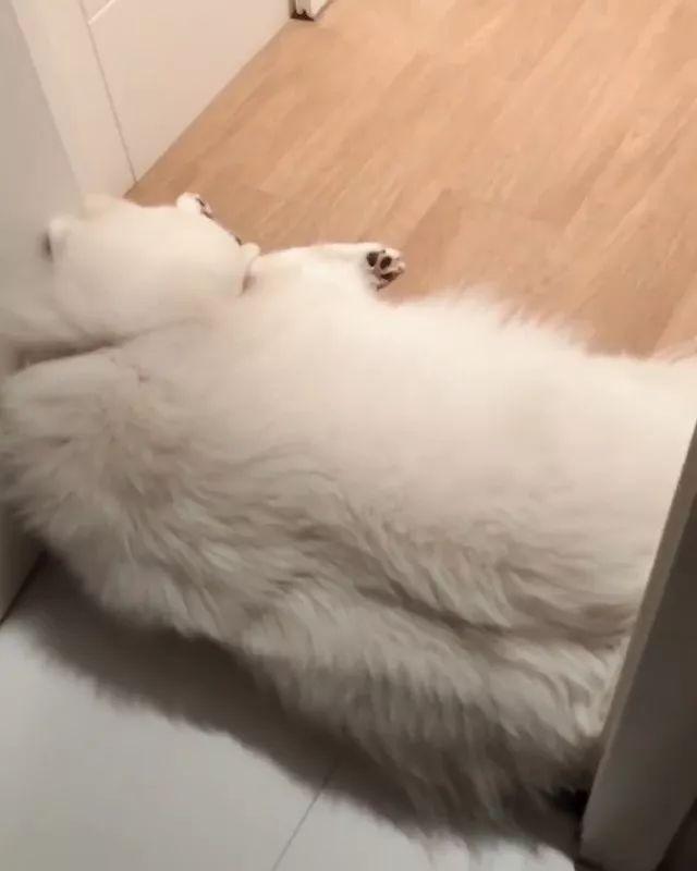 萨摩耶厕所训练