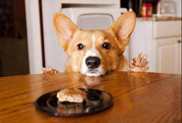 怎么训练狗安静吃食