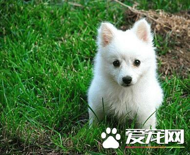 银狐犬怎么训练它握手