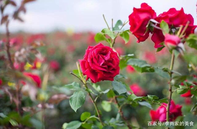 玫瑰花的栽培