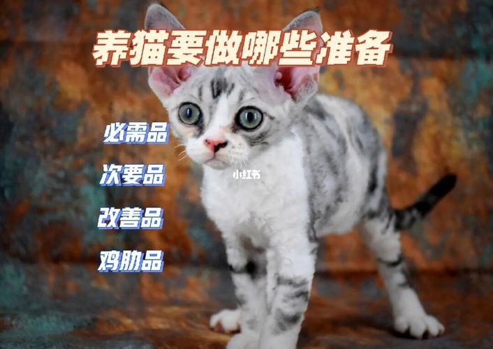 买猫要准备什么东西