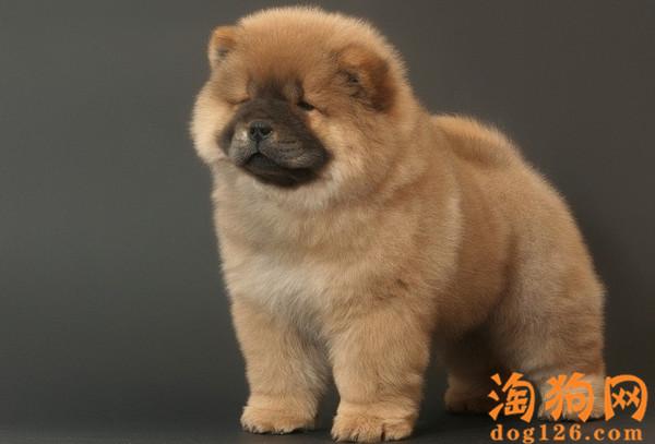 怎么训练好松狮狗