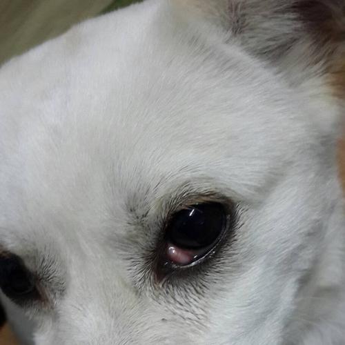 狗眼睛里进脏东西怎么办