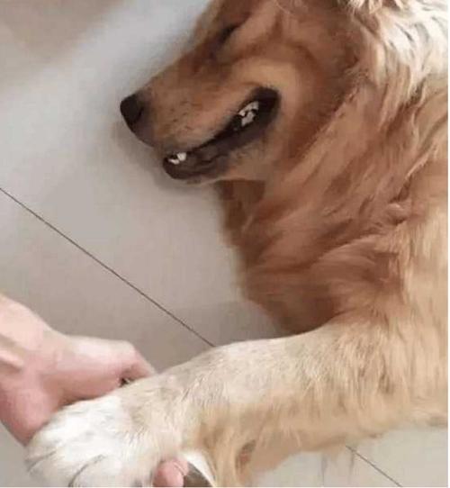 金毛乱吃地上的东西怎么办