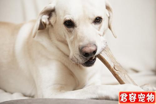 买狗要看那些东西怎么办