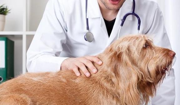犬瘟热给狗吃什么东西