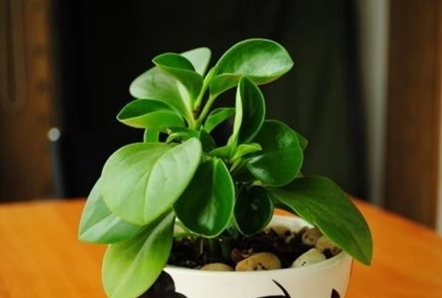 花叶豆瓣绿养殖方法