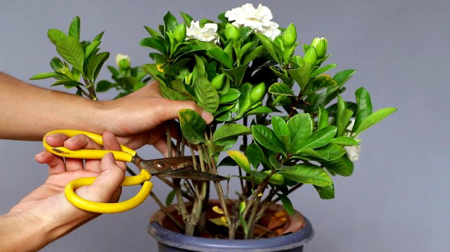 桅孑花栽培技术