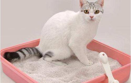 猫便秘不吃东西