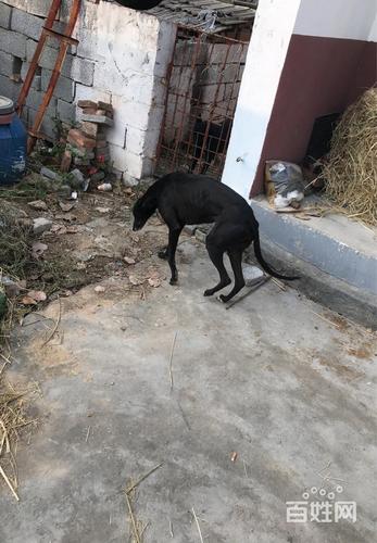 格力母狗怎样训练逮狗