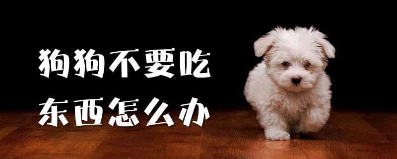 小后狗为什么不吃东西怎么办啊