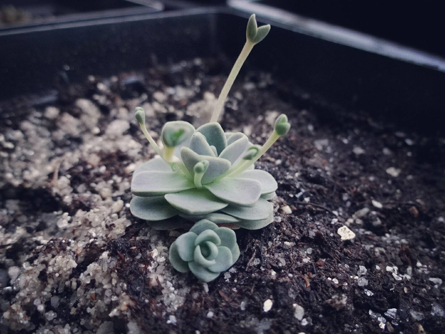 子持年华的养殖方法