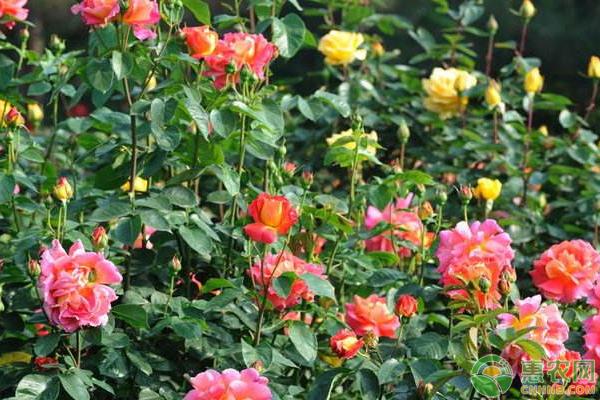 月菊花如何栽培