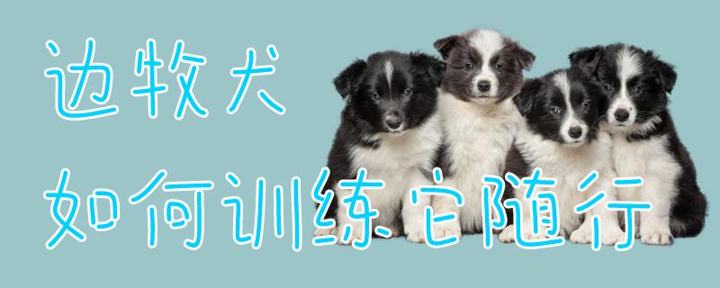 狗狗训练口令