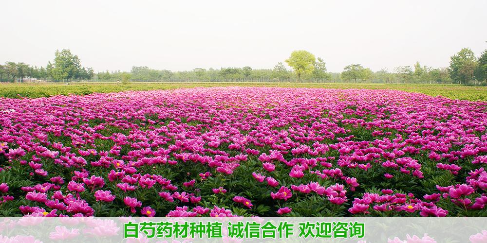 白芍花的栽培技术