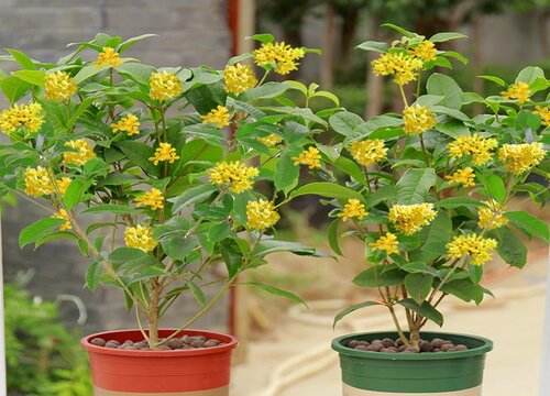 桂花家庭养殖方法