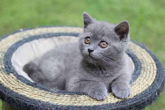 蓝猫吃东西越来越少