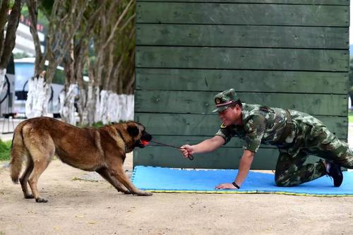 怎样把流浪狗训练成警犬