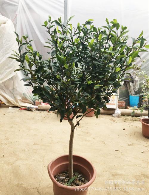 含笑桩盆景栽培方法