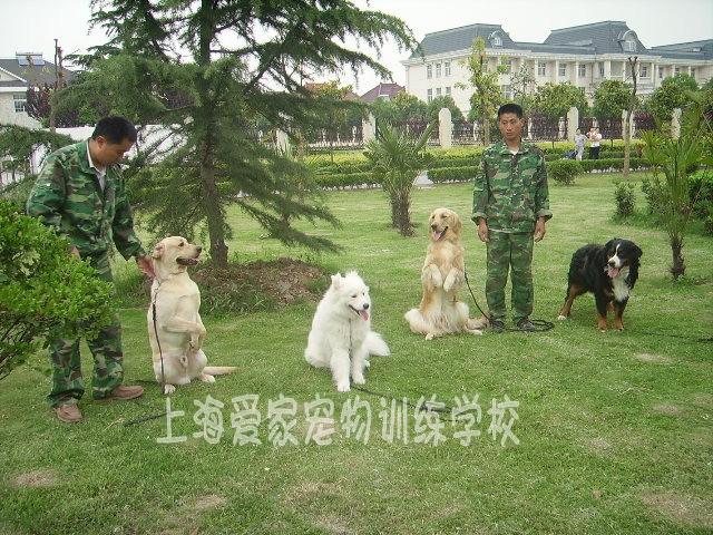 家爱宠物训练学校