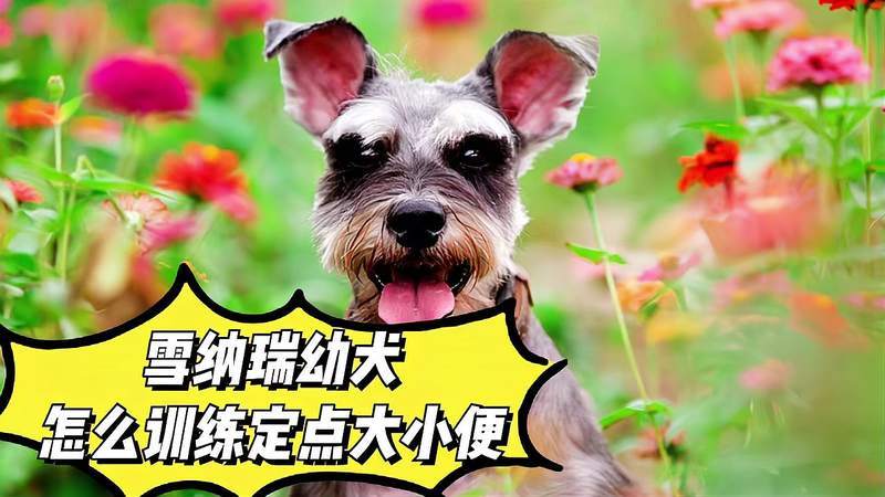 训练雪纳瑞的方法