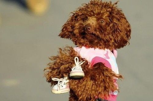 怎样教泰迪犬拿东西