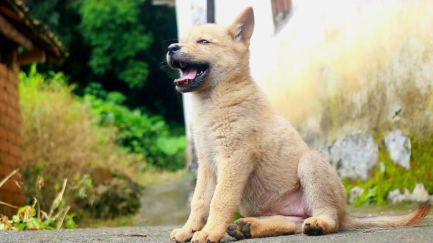 训练2个月田园犬