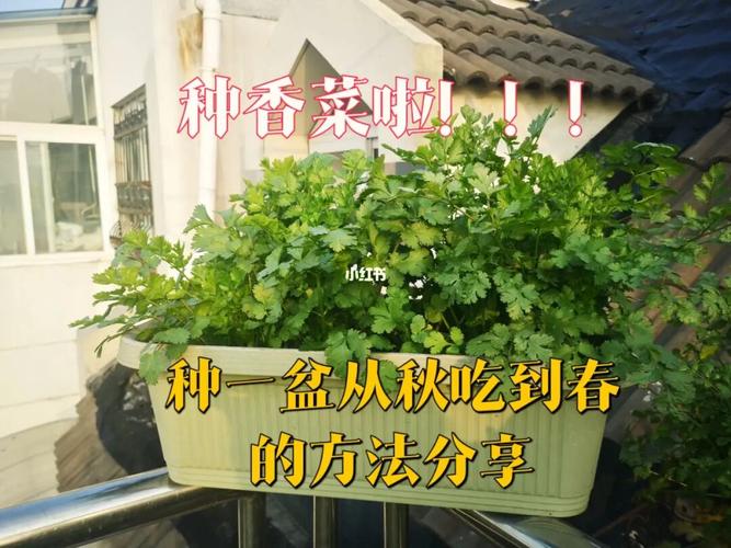 阳台栽培香菜